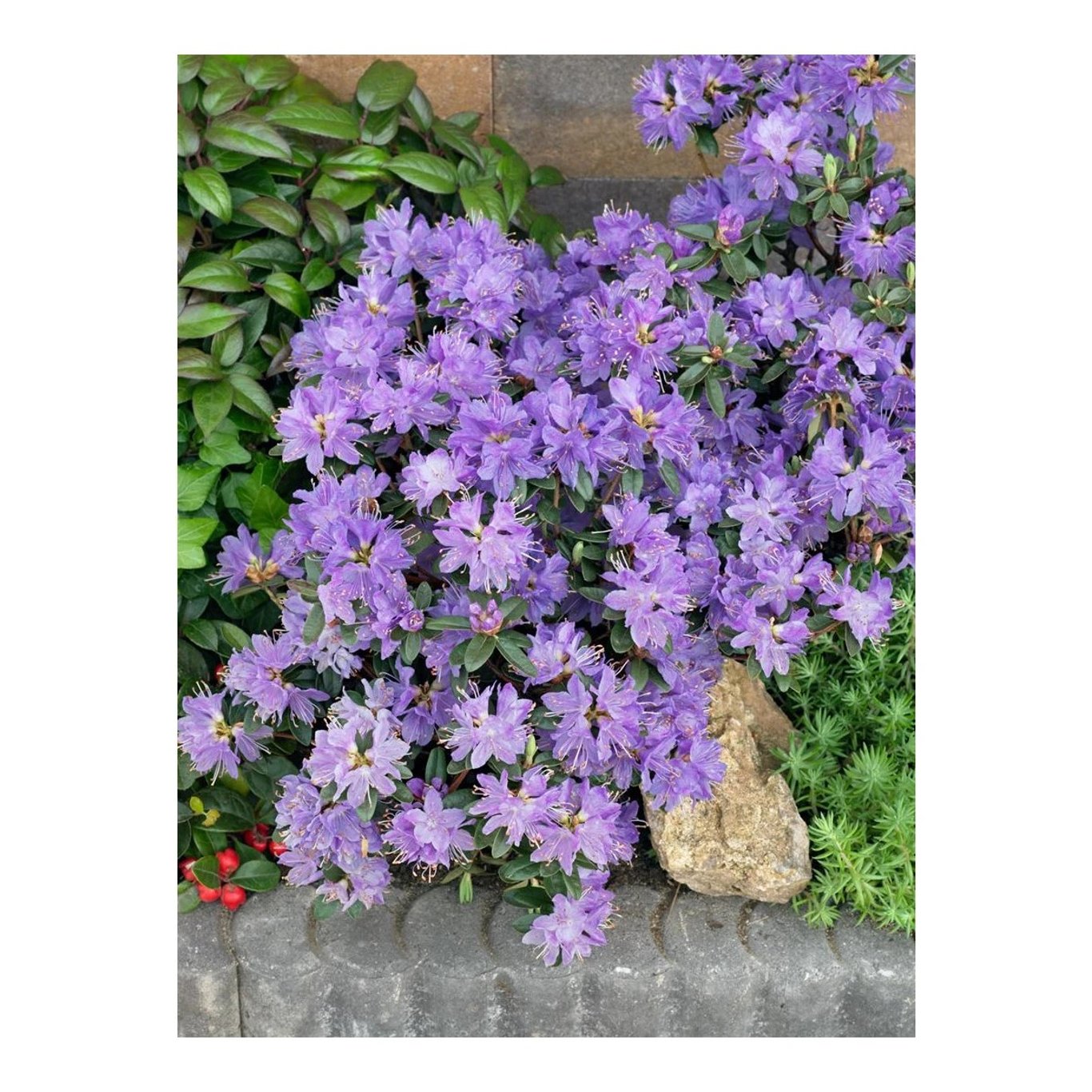 Rhododendron – Rhododendron 'Buchlovice' - C2 20-25 CM